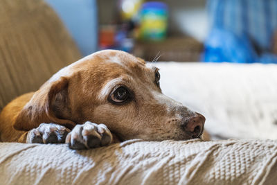 Close-up of a dog resting on bed at home