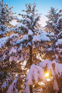 Low angle view of snow covered trees against sky