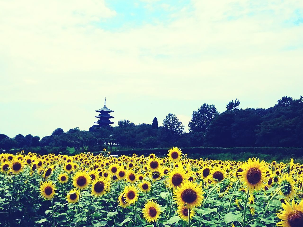 flower, yellow, freshness, beauty in nature, growth, fragility, field, sunflower, rural scene, sky, nature, landscape, blooming, tranquil scene, agriculture, plant, petal, flower head, tranquility, scenics, in bloom, abundance, blossom, cloud - sky, outdoors, no people, cloud, day, idyllic, botany, horizon over land