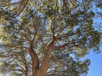 Low angle view of trees against sky