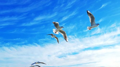 Low angle view of seagulls flying