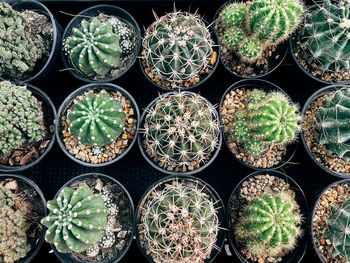 Full frame shot of potted plants