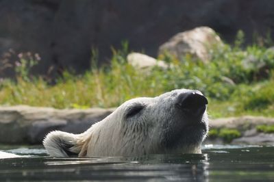 View of an animal against lake