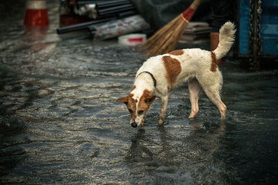 Dog standing in water