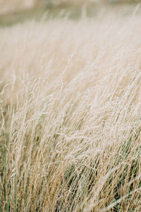 Dried panicle grass texture background. soft beige dried meadow grass. abstract natural minimal