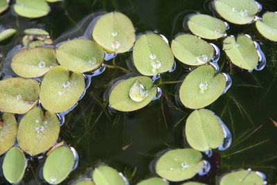 Close-up of green leaves in water