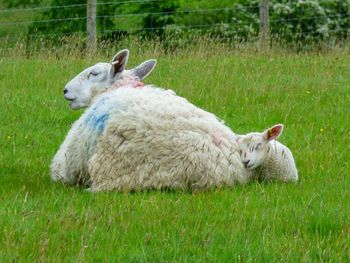 Sheep in a field