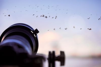 Birds flying over sea against sky