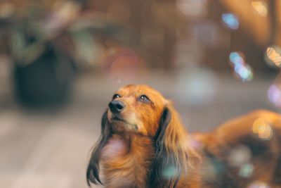 Close-up of dog outdoors