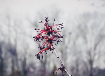 Close-up of plant against blurred background