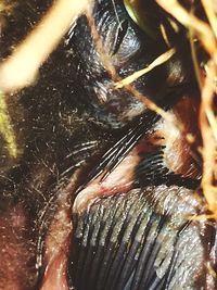 Close-up of insect swimming in water