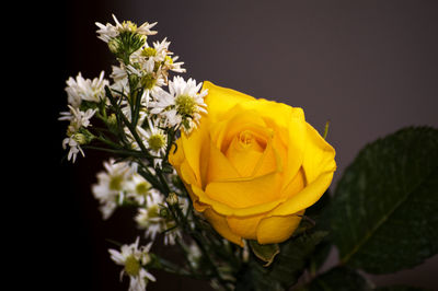 Close-up of fresh yellow flowers against black background