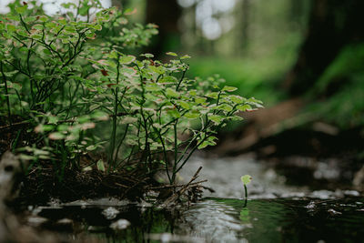 Close-up of plant growing in forest