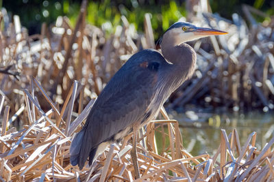 Close-up of bird perching on field