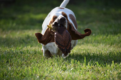 View of a dog ball on field