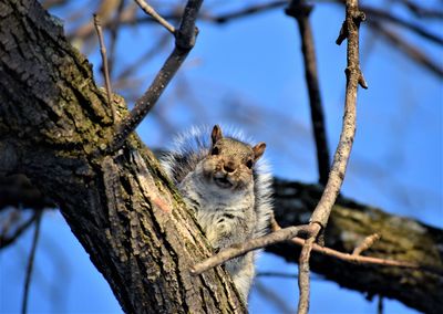 Low angle view of squirrel on tree