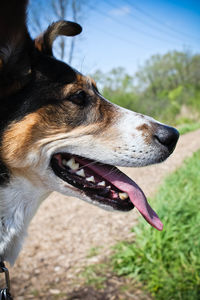 Close-up of dog