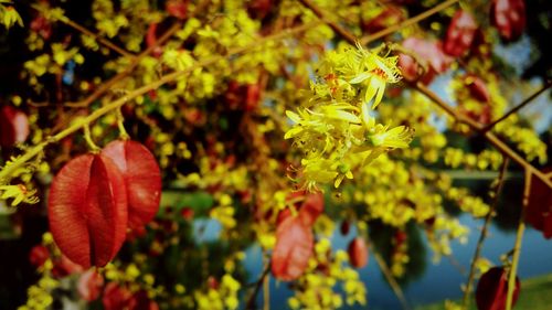 Close-up of red flowering plant