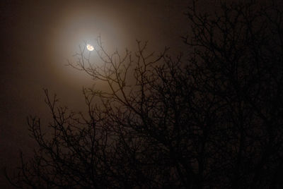 Silhouette bare tree against sky at night