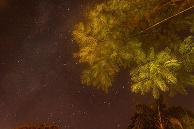 Low angle view of tree against sky at night