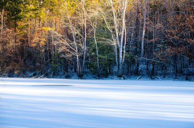 Trees in forest during winter