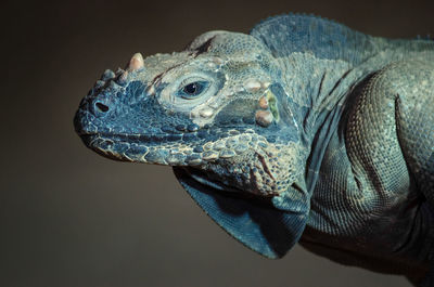 Close-up of lizard on white surface