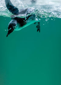 Low angle view of swimming in sea