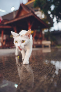 Portrait of cat standing outdoors