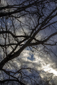 Low angle view of silhouette bare tree against sky