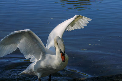Swan flapping by lake