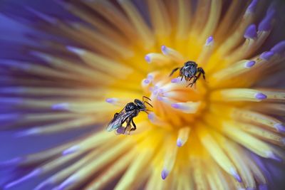 Close-up of bee on yellow flower