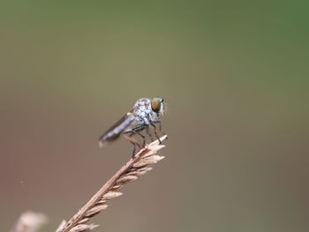 Close-up of insect