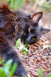 Portrait of cat relaxing on field