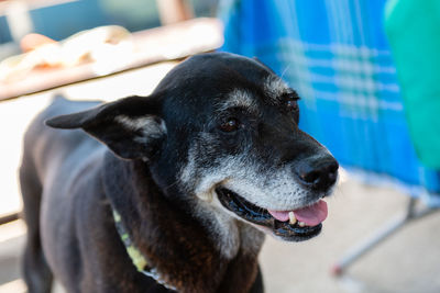 Close-up of dog looking away