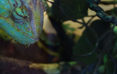 Close-up of a lizard on tree