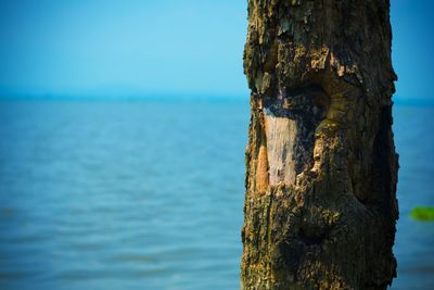 Close-up of tree trunk against blue sea