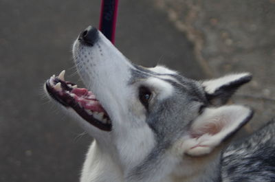 Close-up of a dog