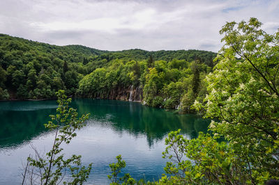 Scenic view of lake in forest against sky