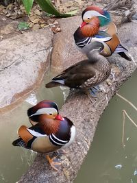 High angle view of ducks swimming on lake