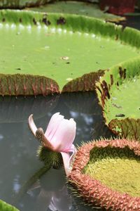 Close-up of lotus water lily in pond