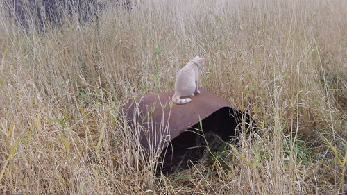 Bird perching on field