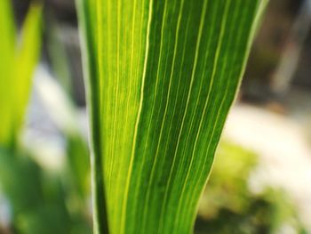 Close-up of green leaf