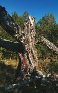 Tree trunk against clear sky