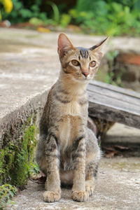 Portrait of cat sitting outdoors