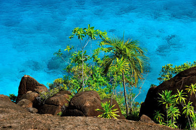 Plants by sea against blue sky