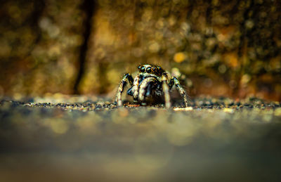 Close-up of a jumping spider 