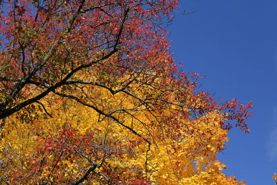Low angle view of tree against sky