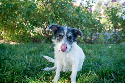 Portrait of dog sitting on grass