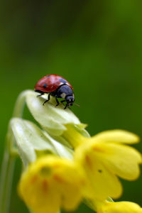 Close-up of insect on flower