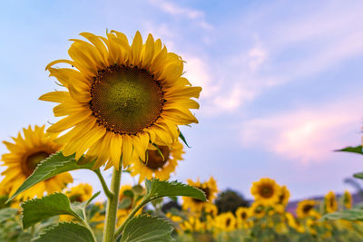 Close-up of sunflower on field against sky